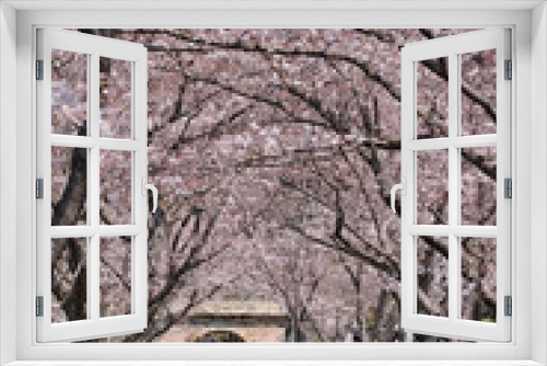 Fototapeta Naklejka Na Ścianę Okno 3D - 桜の並木道