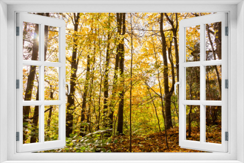 Fototapeta Naklejka Na Ścianę Okno 3D - Autumn forest trees. Nature green wood sunlight backgrounds.