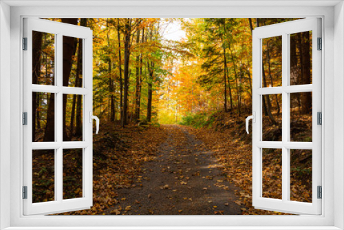 Fototapeta Naklejka Na Ścianę Okno 3D - Autumn forest scenery with road of fall leaves & warm light illumining the gold foliage. Footpath in scene autumn forest nature. Vivid october day in colorful forest, maple autumn trees road fall way