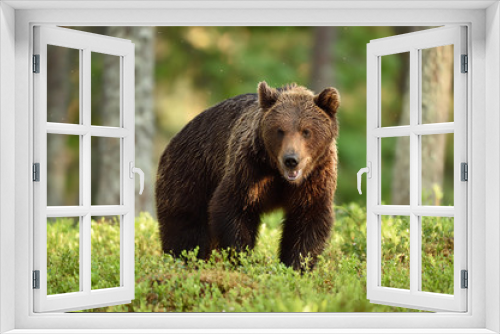 Fototapeta Naklejka Na Ścianę Okno 3D - brown bear in forest at summer sunlight