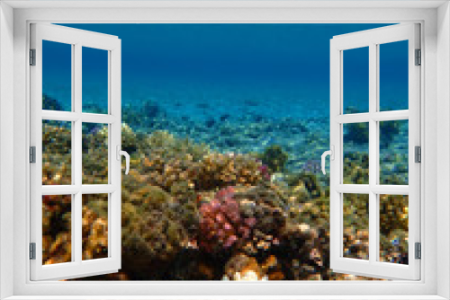 Fototapeta Naklejka Na Ścianę Okno 3D - coral reef in Red Sea