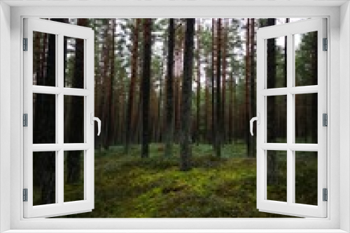Fototapeta Naklejka Na Ścianę Okno 3D - Mystical forest