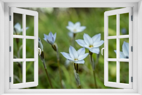 Fototapeta Naklejka Na Ścianę Okno 3D - 横から見たハナニラの花と蕾／Spring star