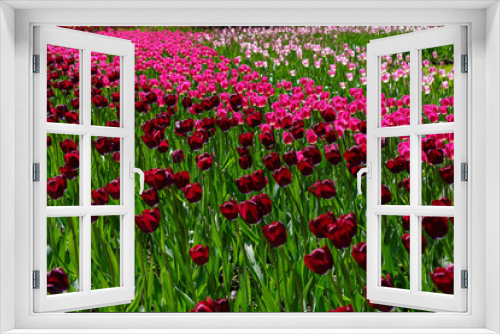 Fototapeta Naklejka Na Ścianę Okno 3D - Beautiful tulips in the garden. Bulbous plants in the garden.