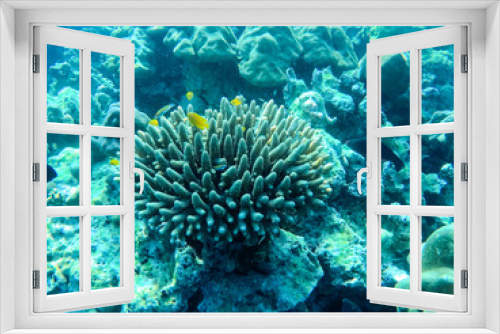 Fototapeta Naklejka Na Ścianę Okno 3D - colorful underwater coral reef
