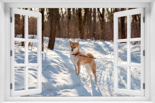 Fototapeta Naklejka Na Ścianę Okno 3D - Cute red shiba inu dog standing in the forest in sunny winter day. 