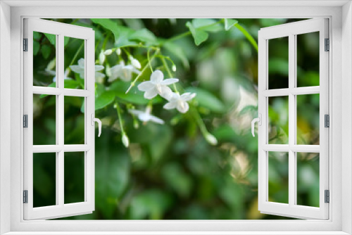 Fototapeta Naklejka Na Ścianę Okno 3D - Jasmine with green leaf background