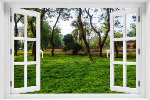 Fototapeta Naklejka Na Ścianę Okno 3D - Picture of tree over green grass in Bangladesh