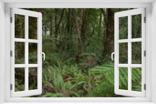 Fototapeta Naklejka Na Ścianę Okno 3D - Forest Westcoast South Island New Zealand. Ferns. Tropical forest