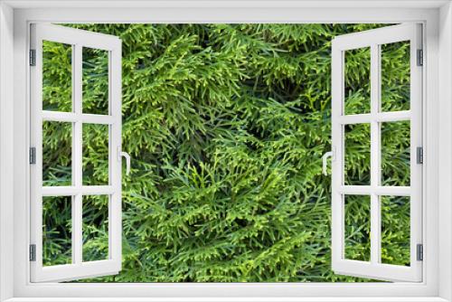 Fototapeta Naklejka Na Ścianę Okno 3D - Leaves thuya background, texture. Closeup