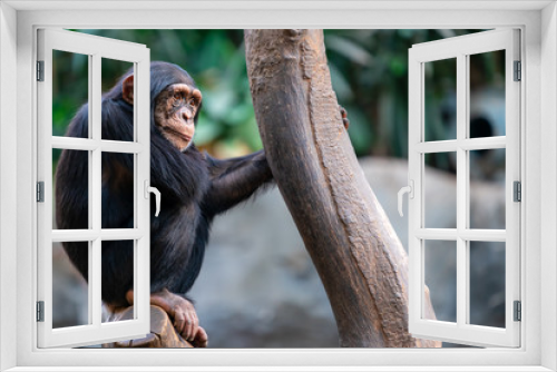Fototapeta Naklejka Na Ścianę Okno 3D - Thoughtful chimpanzee sitting on a tree trunk