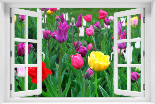 Fototapeta Naklejka Na Ścianę Okno 3D - Tulips blooming with colorful petals signaling spring has come. Spring background of nature for Womens Day. Blossom pattern.