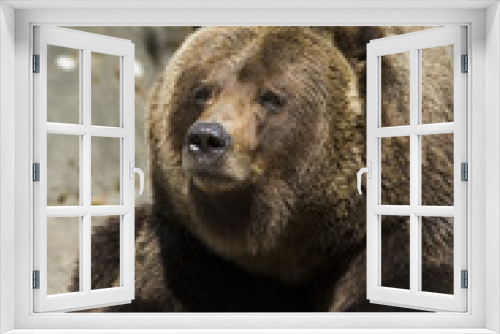 Fototapeta Naklejka Na Ścianę Okno 3D - Brown Bear (Ursus arctos)