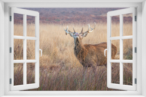 Fototapeta Naklejka Na Ścianę Okno 3D - Portrait of majestic red deer stag.