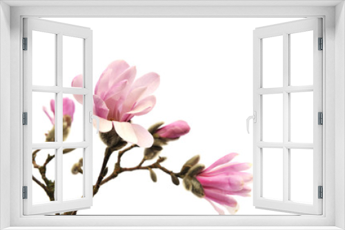 Fototapeta Naklejka Na Ścianę Okno 3D - Pink magnolia flowers isolated on white