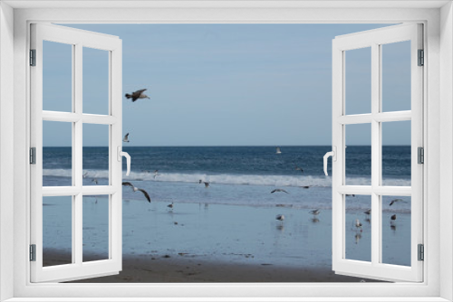 Fototapeta Naklejka Na Ścianę Okno 3D - Seagulls Loving the Ocean
