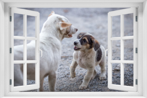 Fototapeta Naklejka Na Ścianę Okno 3D - The blurred background of the dogs that are teasing, playing during the day while waiting for food or waiting for the owner.