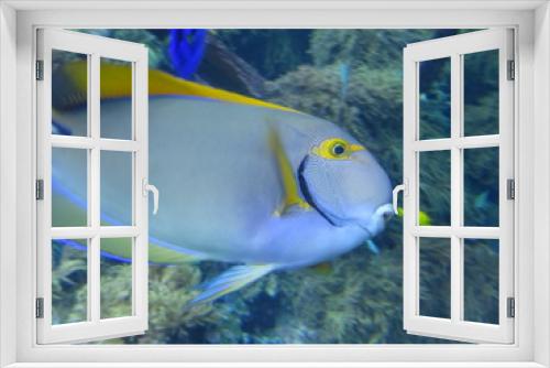 Fototapeta Naklejka Na Ścianę Okno 3D - Aquarium