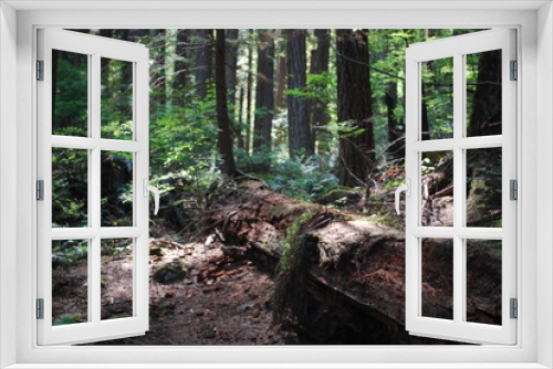 Fototapeta Naklejka Na Ścianę Okno 3D - Vancouver Forest 7