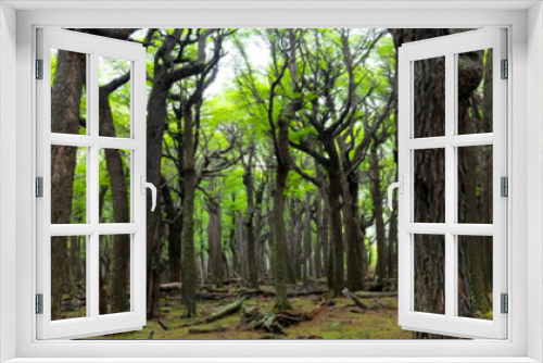 Fototapeta Naklejka Na Ścianę Okno 3D - Forest view in El Chalten Argentina