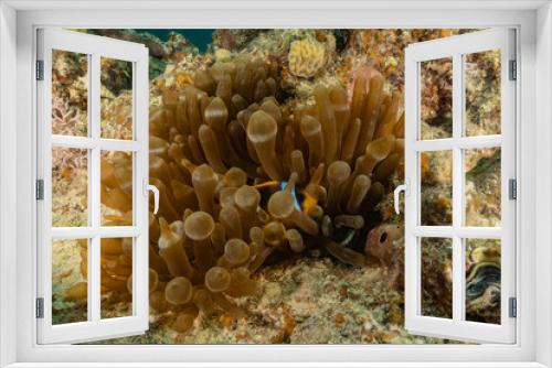 Fototapeta Naklejka Na Ścianę Okno 3D - Coral reefs and water plants in the Red Sea, Eilat Israel