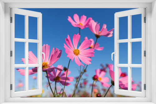 Fototapeta Naklejka Na Ścianę Okno 3D - Pink cosmos flower on blue sky background