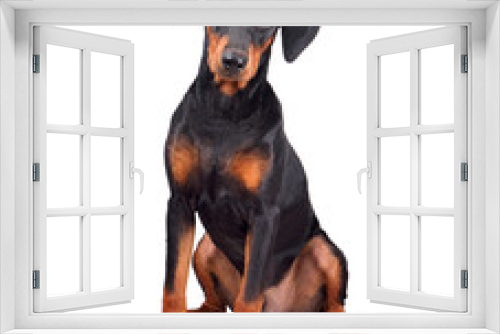 Fototapeta Naklejka Na Ścianę Okno 3D - Doberman Pinscher puppy