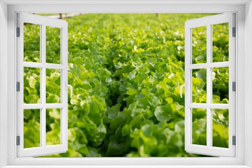 Fototapeta Naklejka Na Ścianę Okno 3D - hydroponic salad vegetables in the nursery.concept