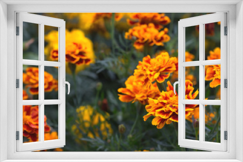 Fototapeta Naklejka Na Ścianę Okno 3D - Flowers of Tagetes patula close-up. French marigold in bloom. Floral background