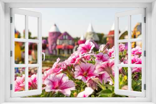 Fototapeta Naklejka Na Ścianę Okno 3D - Petunia pink flowers close-up, garden of flowers.