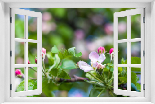 Fototapeta Naklejka Na Ścianę Okno 3D - Background of blooming beautiful flowers of apple on a sunny day in early spring close up, soft focus