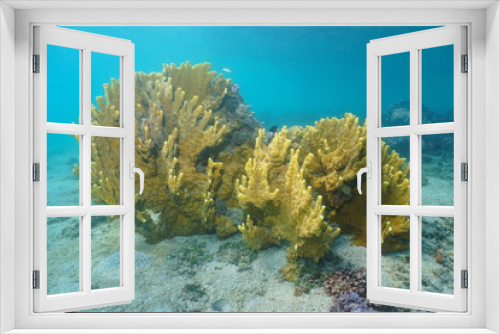 Fototapeta Naklejka Na Ścianę Okno 3D - Yellow fire coral (Millepora Sp.) underwater, Pacific ocean, Huahine, French Polynesia, Oceania