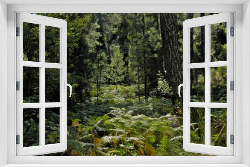 Fototapeta Naklejka Na Ścianę Okno 3D - Bosque de pinos y helechos