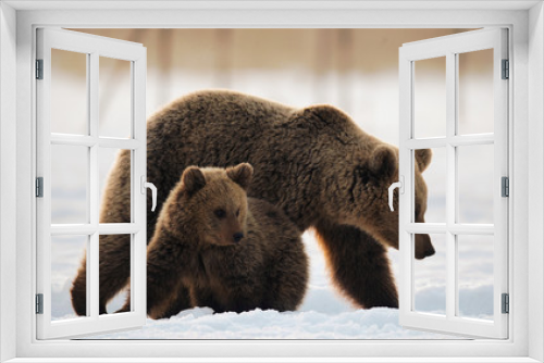 Fototapeta Naklejka Na Ścianę Okno 3D - She-Bear and bear cub in the snow. Brown bears in the winter forest. Natural habitat. Scientific name: Ursus Arctos Arctos..