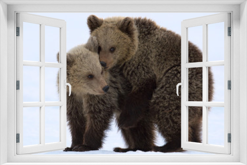Fototapeta Naklejka Na Ścianę Okno 3D - Bear Cubs are playing in the snow.  Natural habitat. Brown bear, Scientific name: Ursus Arctos Arctos.