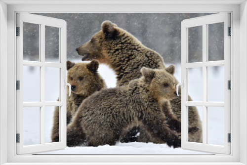 Fototapeta Naklejka Na Ścianę Okno 3D - She-Bear and bear cubs in the snow. Brown bears in the winter forest. Natural habitat. Scientific name: Ursus Arctos Arctos.