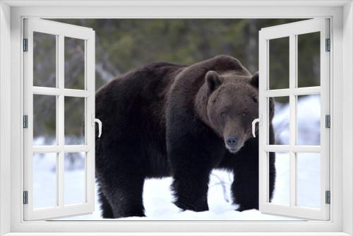 Fototapeta Naklejka Na Ścianę Okno 3D - Brown bear in winter forest. Scientific name: Ursus Arctos. Natural Habitat.