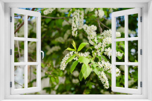 Fototapeta Naklejka Na Ścianę Okno 3D - Blooming white Apple  flower . Fruit tree blossom