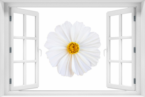 Fototapeta Naklejka Na Ścianę Okno 3D - White cosmos flower isolate white background with clipping-path.