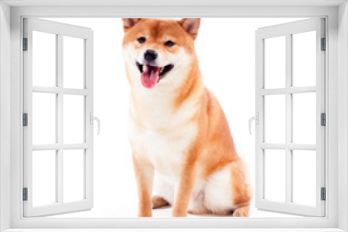 Fototapeta Naklejka Na Ścianę Okno 3D - Siba inu. Red dog sits on a white background. Japanese dog smiling