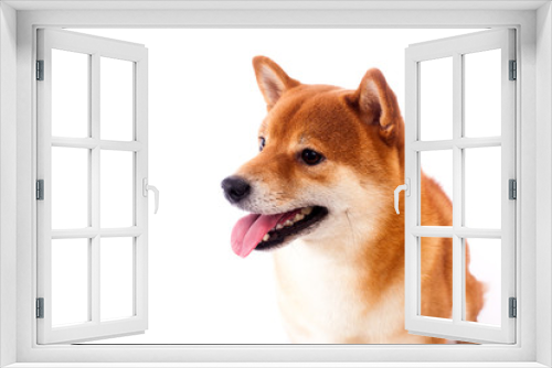 Fototapeta Naklejka Na Ścianę Okno 3D - Siba inu. Red dog sits on a white background. Japanese dog smiling