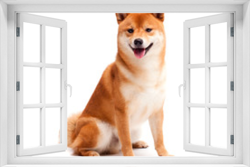 Fototapeta Naklejka Na Ścianę Okno 3D - Siba inu. Red dog sits on a white background. Japanese dog smiling