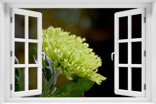 Fototapeta Naklejka Na Ścianę Okno 3D - Green bloom from the side with darker background
