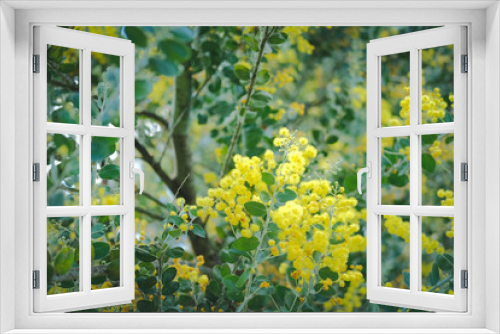 Fototapeta Naklejka Na Ścianę Okno 3D - yellow pearl acacia flower. blooming flora