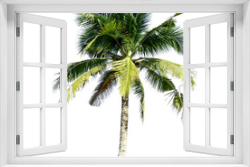 Fototapeta Naklejka Na Ścianę Okno 3D - Coconut tree isolated on the white background.