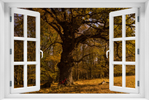 Fototapeta Naklejka Na Ścianę Okno 3D - Drone shot with cyclist and a mountain bike resting under very old oak tree in the ancient woods of Transylvania, at sunset, in a magical golden light