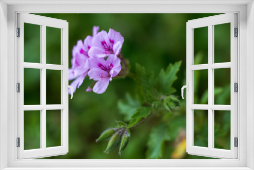 Fototapeta Naklejka Na Ścianę Okno 3D - Flores rosadas