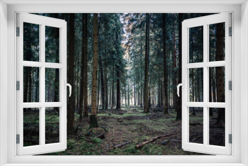 Fototapeta Naklejka Na Ścianę Okno 3D - Deep pine tree forests in Lüneburg Heide woodland in Germany