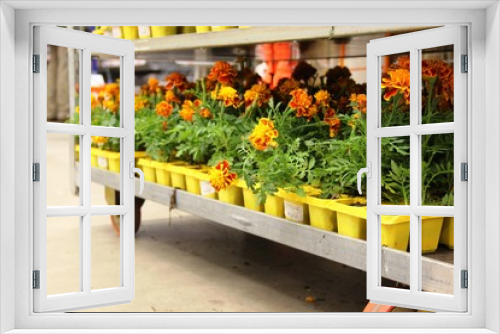 Fototapeta Naklejka Na Ścianę Okno 3D - lots yellow and orange marigolds daisies on the store shelves. potted flowers. the concept of gardening. marigolds flowers