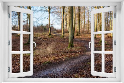 Fototapeta Naklejka Na Ścianę Okno 3D - Autumn beech forest landscape with spruce trees in the background and a curved foot path going through